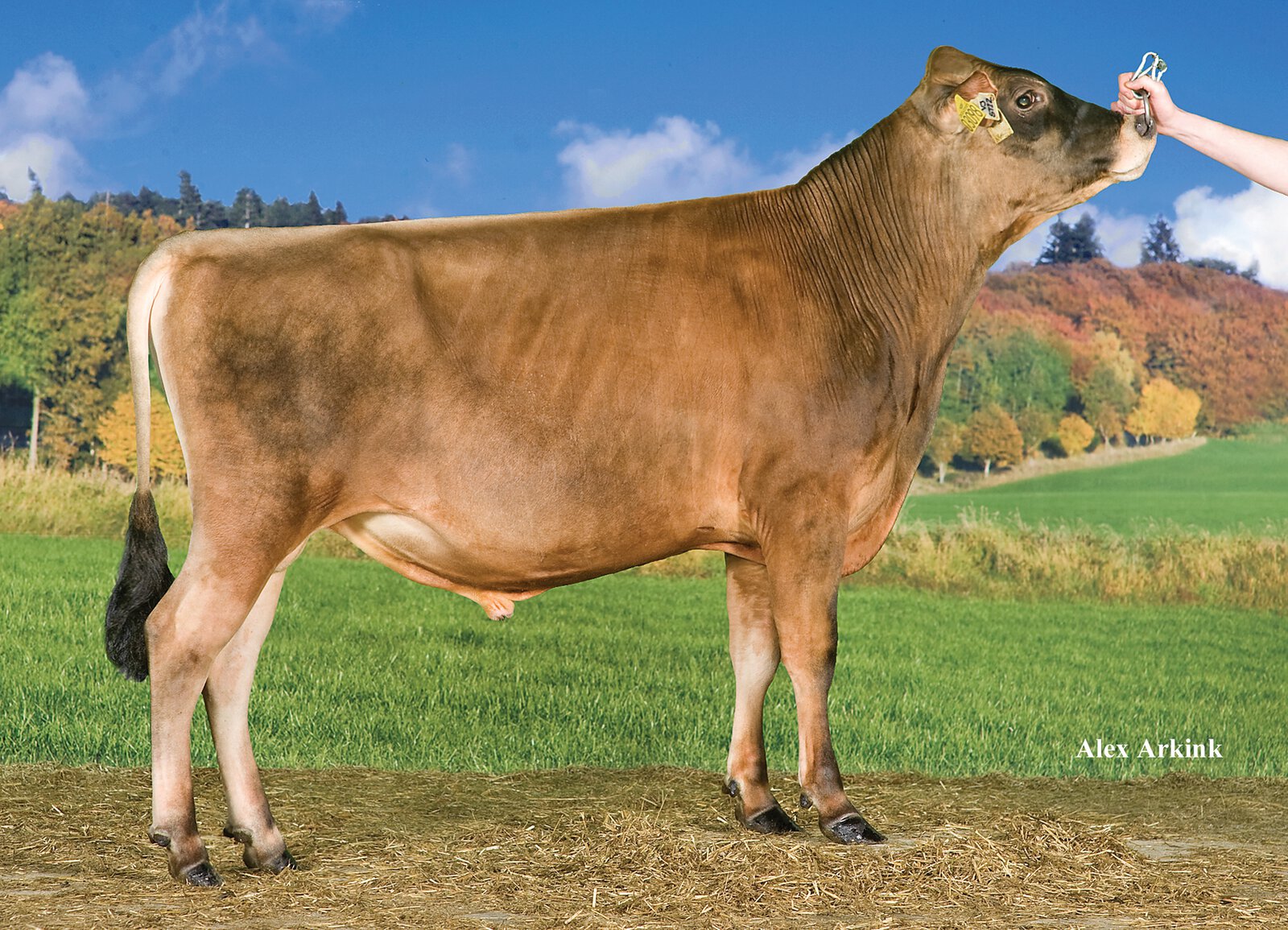 Bull