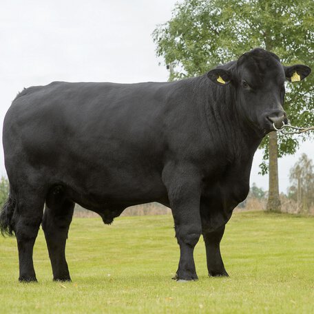 jersey angus cross