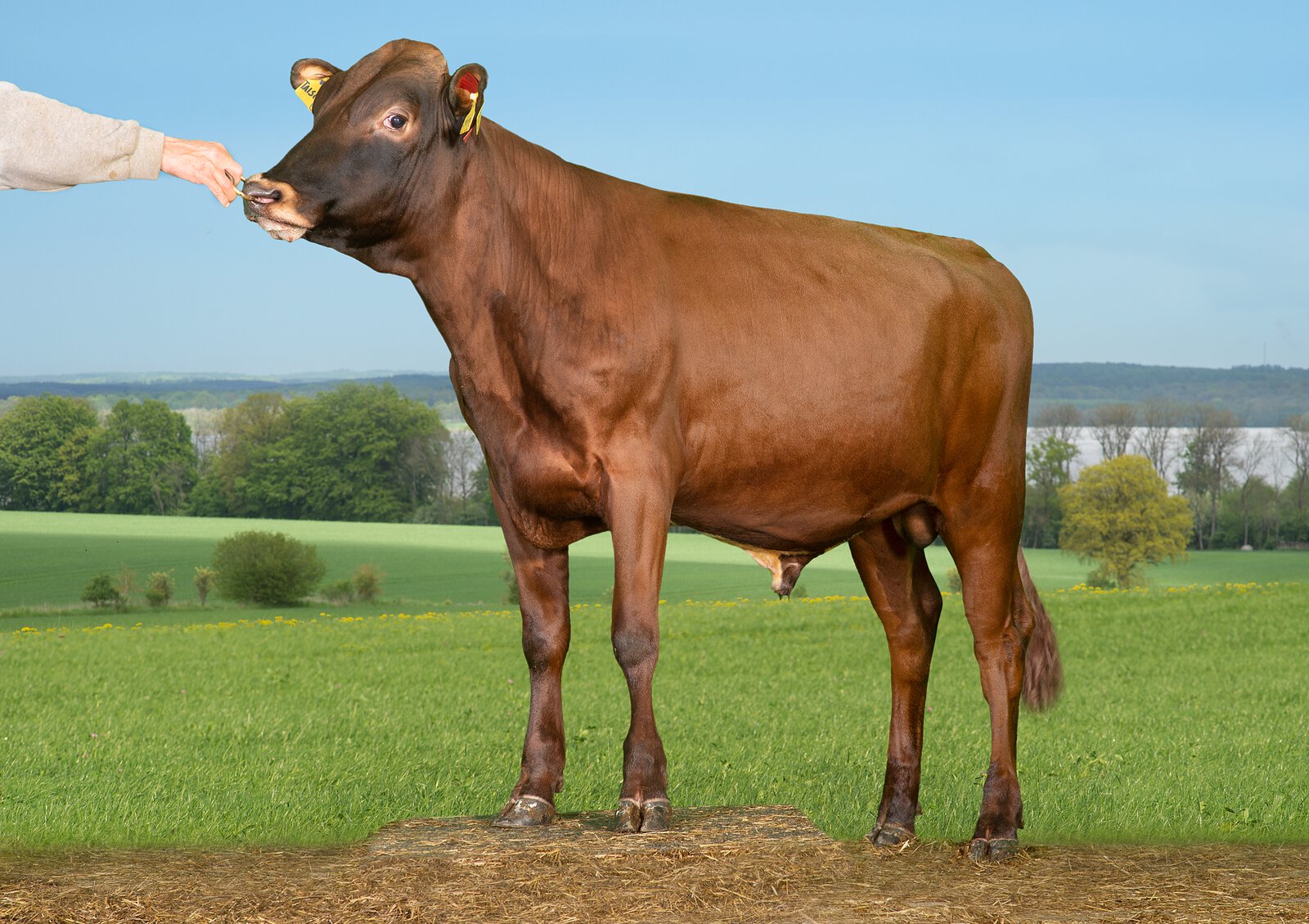 Bull