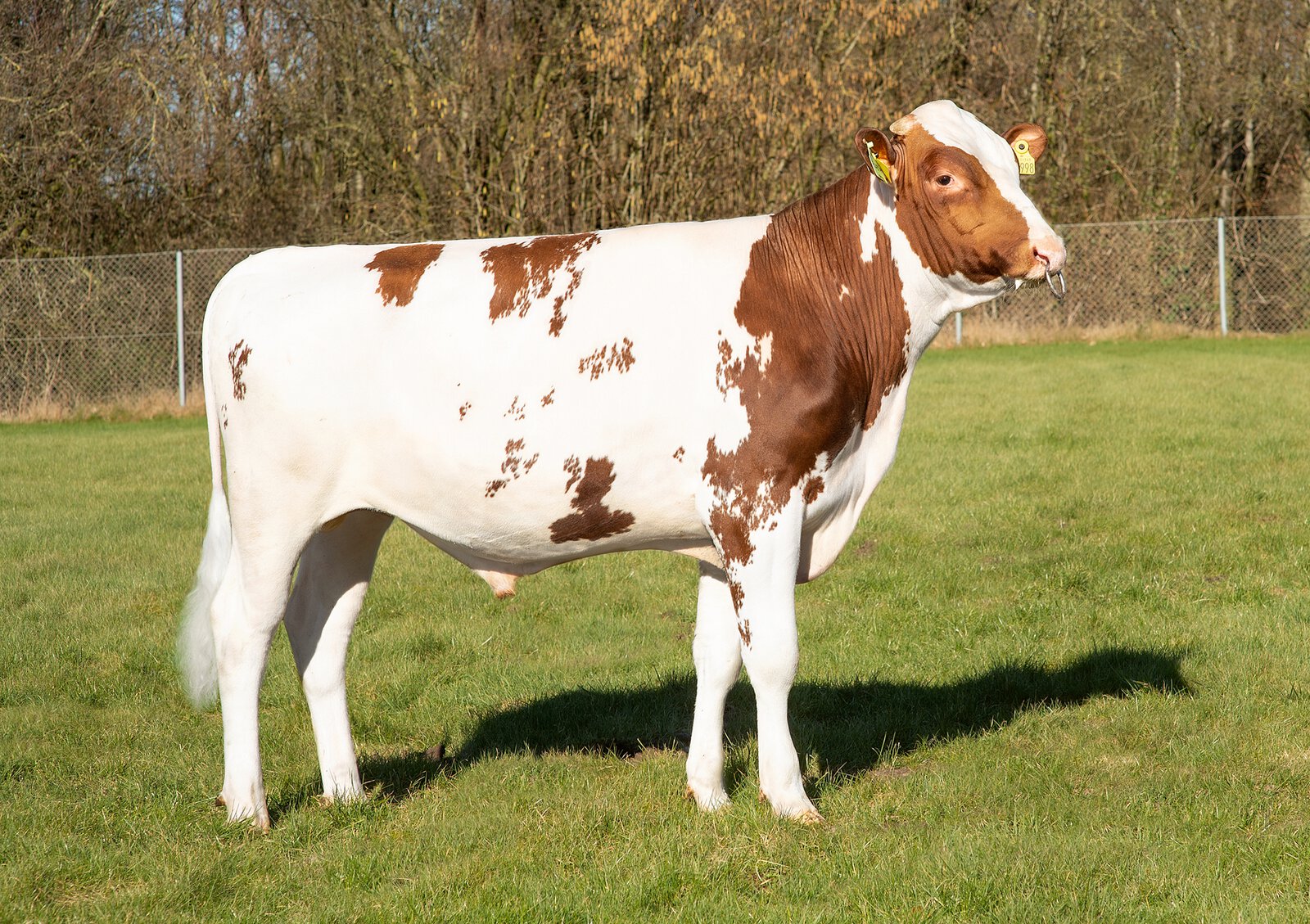 Bull