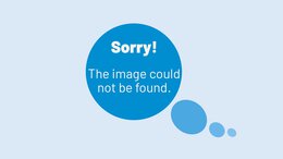 ProCROSS cows on pasture