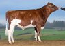 Bull