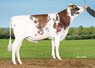 Bull
