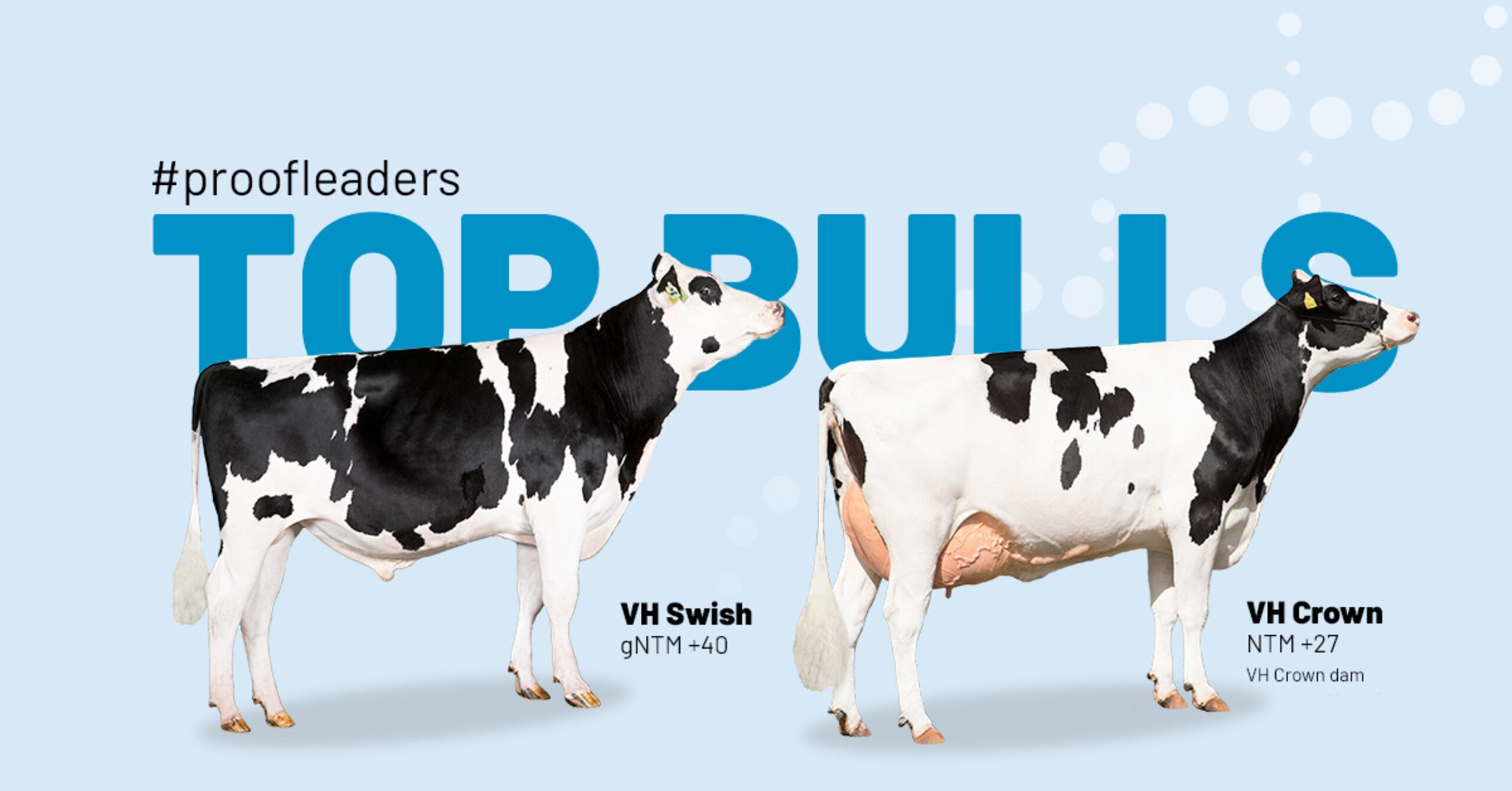 Top Holstein bulls from VikingHolstein November 2022