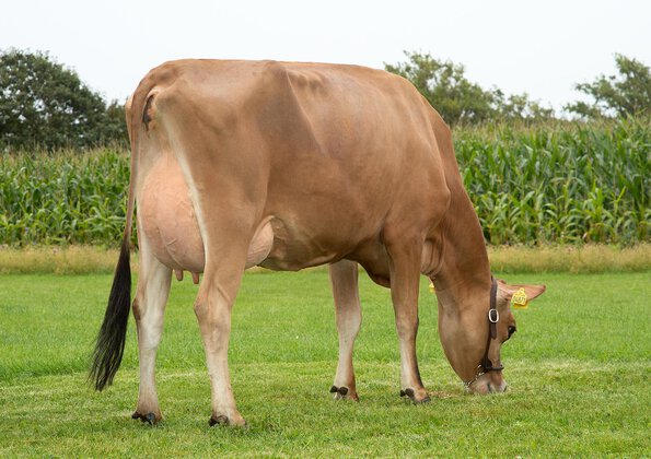 Easy calvings • Excellent health • High milking speed