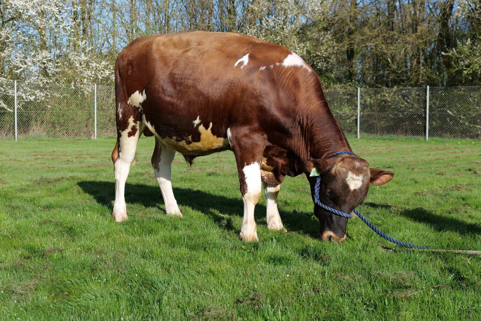 Bull
